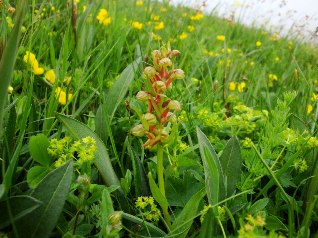 Coeloglossum viride